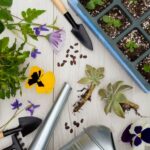 Creating a Pollinator-Friendly Garden: Plant Selection and Layout Design