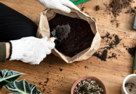 Elevating Your Garden's Health: Exploring the Benefits of Vermicomposting