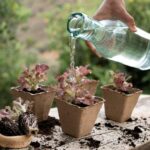 The Fundamentals of Xeriscaping: Saving Water Without Sacrificing Beauty